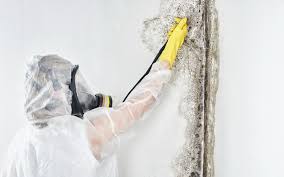 Best Residential Mold Inspection & Testing in Mount Vernon, AL